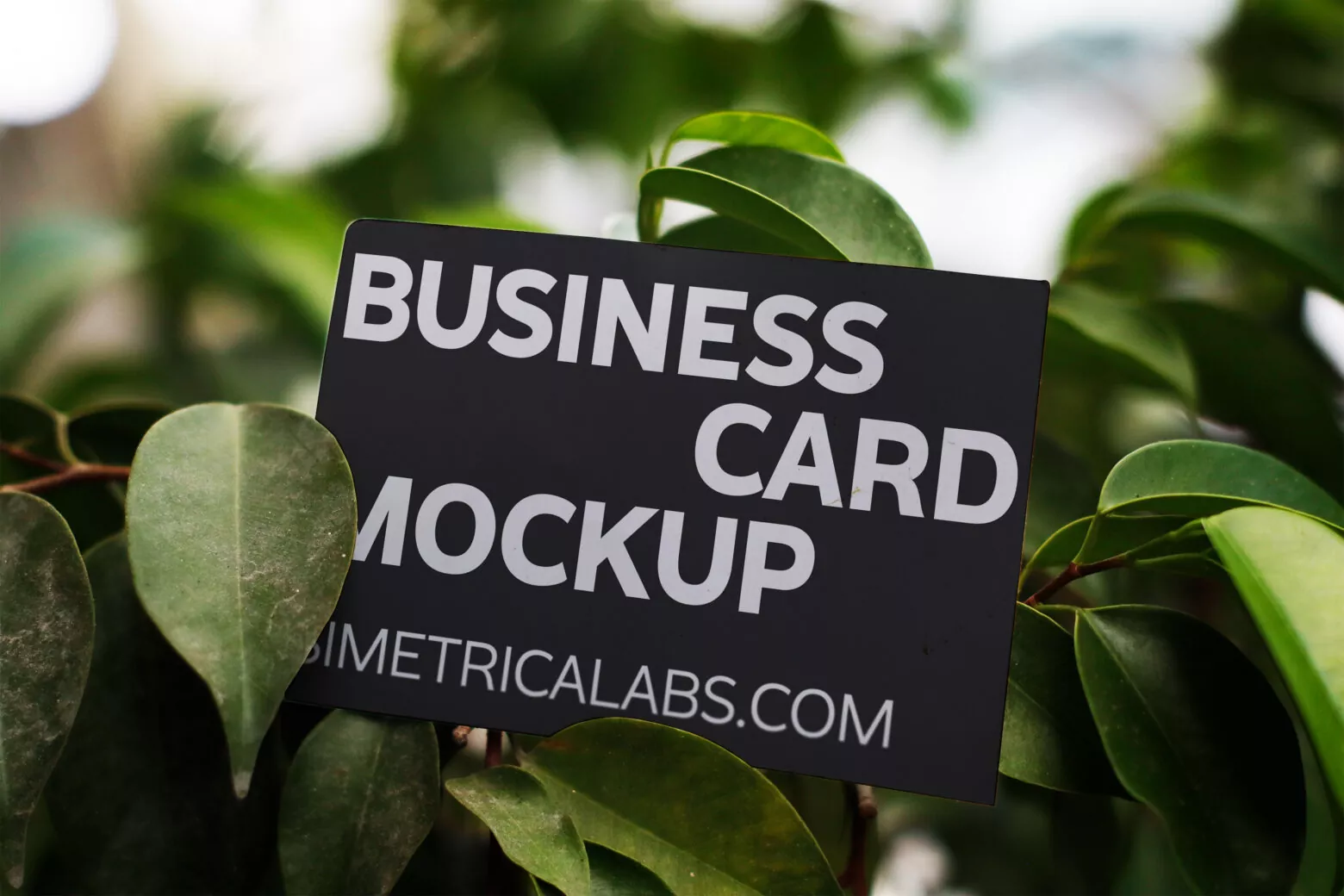 Business Card URB36 Mockup