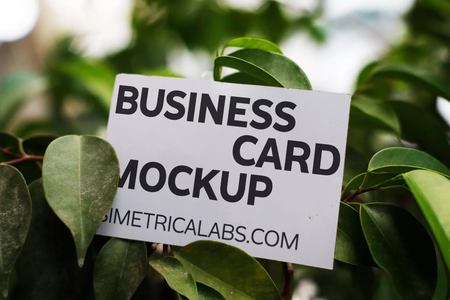 Business Card URB36 Mockup